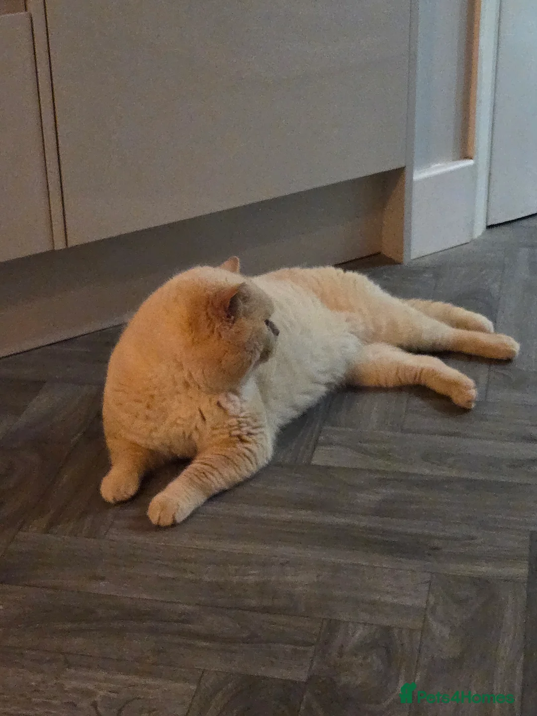 British Shorthair cats for stud: Cream of la crop! Blood group B. GCCF/TICA reg  - Advert 14