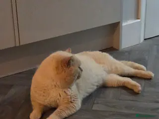 British Shorthair cats Cream of la crop! Blood group B. GCCF/TICA reg - Advert 14