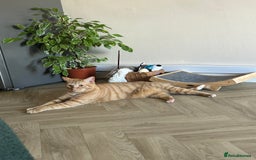 British Shorthair cats for sale: Loving home needed! Indoor cat! - Image 3