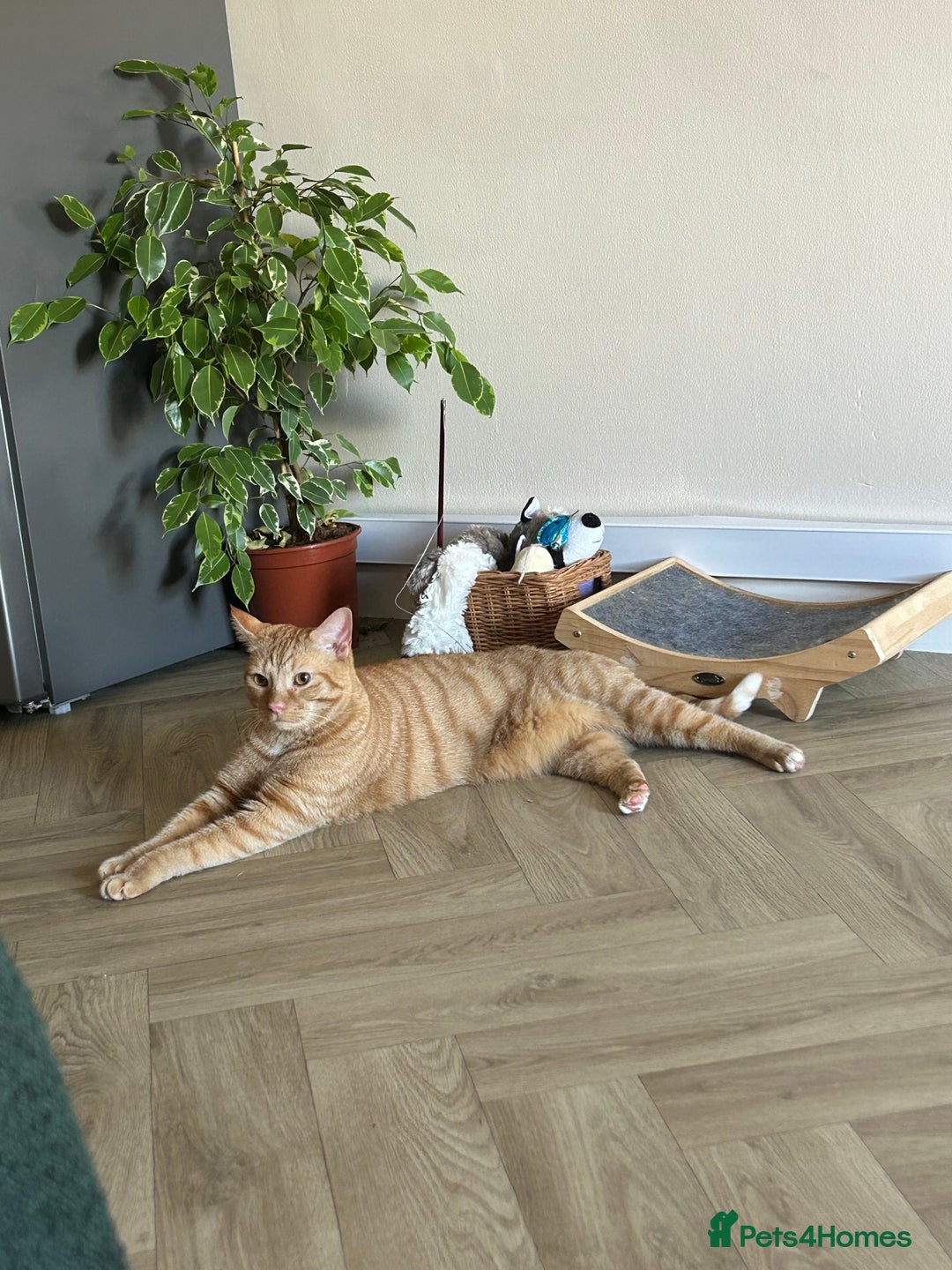 British Shorthair cats for sale: Loving home needed! Indoor cat! - Image 3