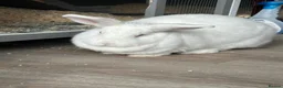 New Zealand rabbits for sale: Young New Zealand White Doe in Helston - Advert 5