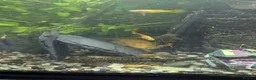 Plecos fish for sale: Pleco babies  in Shotts - Advert 6