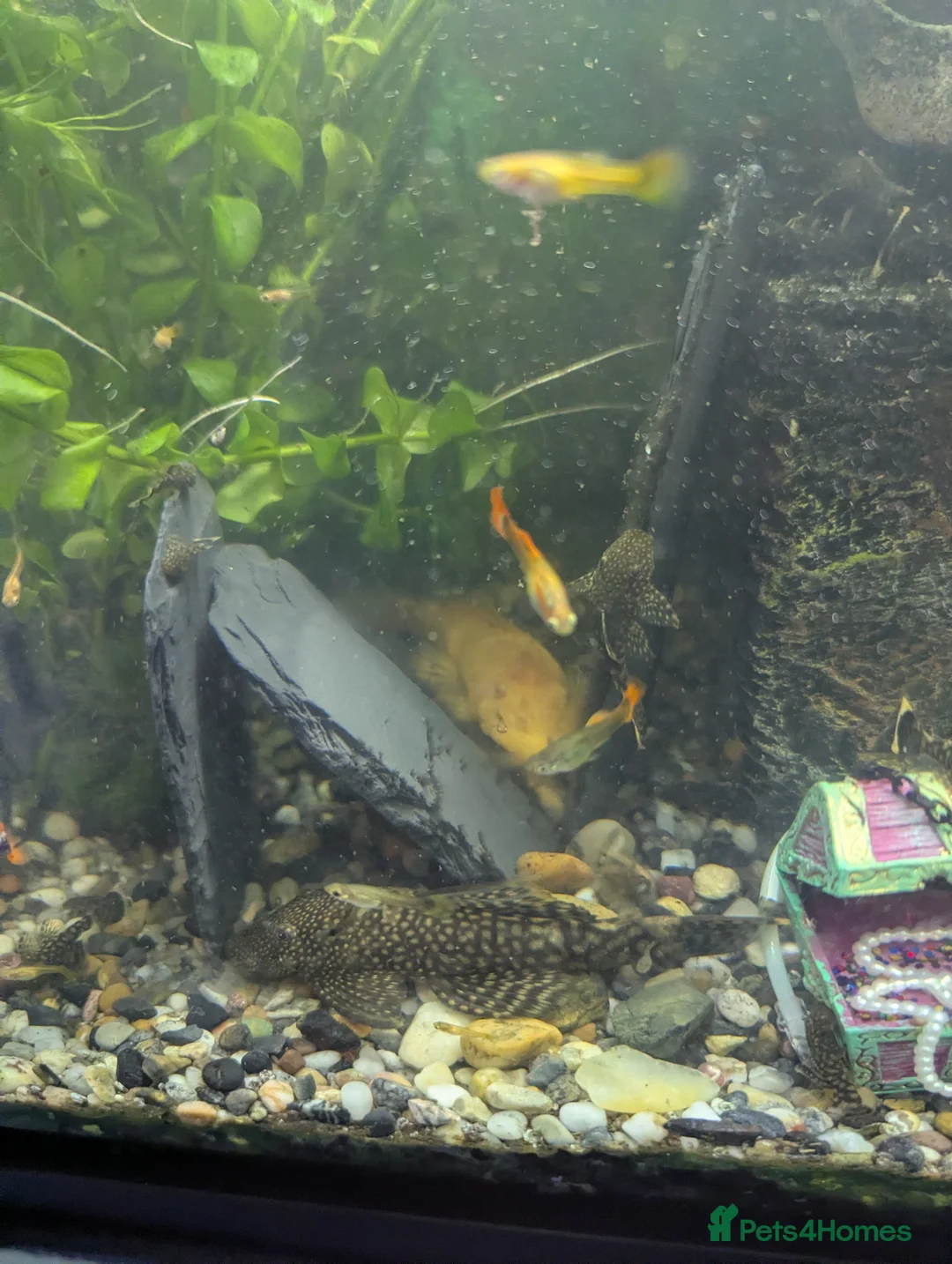 Plecos fish for sale: Pleco babies  in Shotts - Advert 6