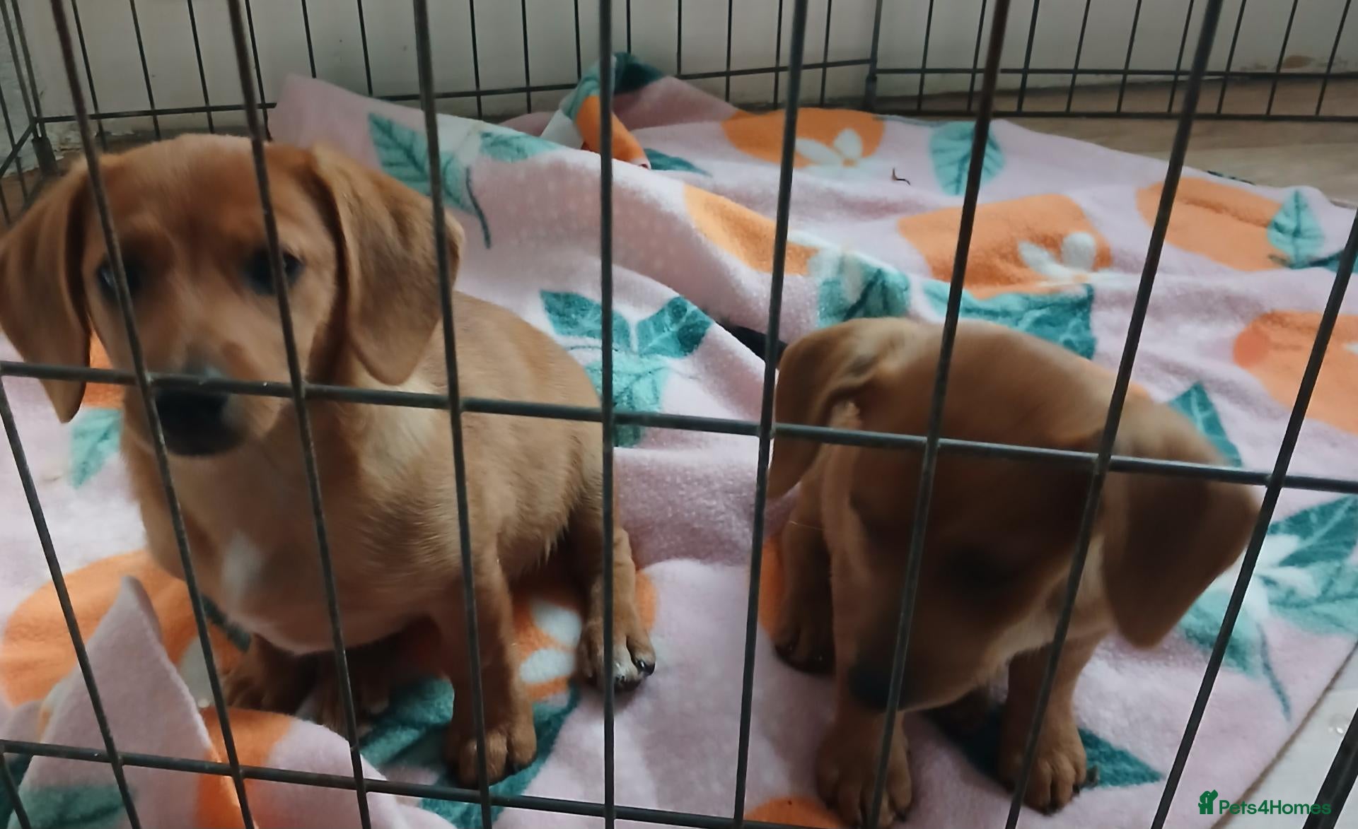 Mixed Breed dogs 2 beautiful pomerainian/daschund puppies 400 each - Advert 2