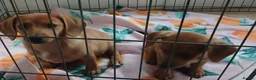 Mixed Breed dogs for sale: 2 beautiful pomerainian/daschund puppies 400 each - Advert 2