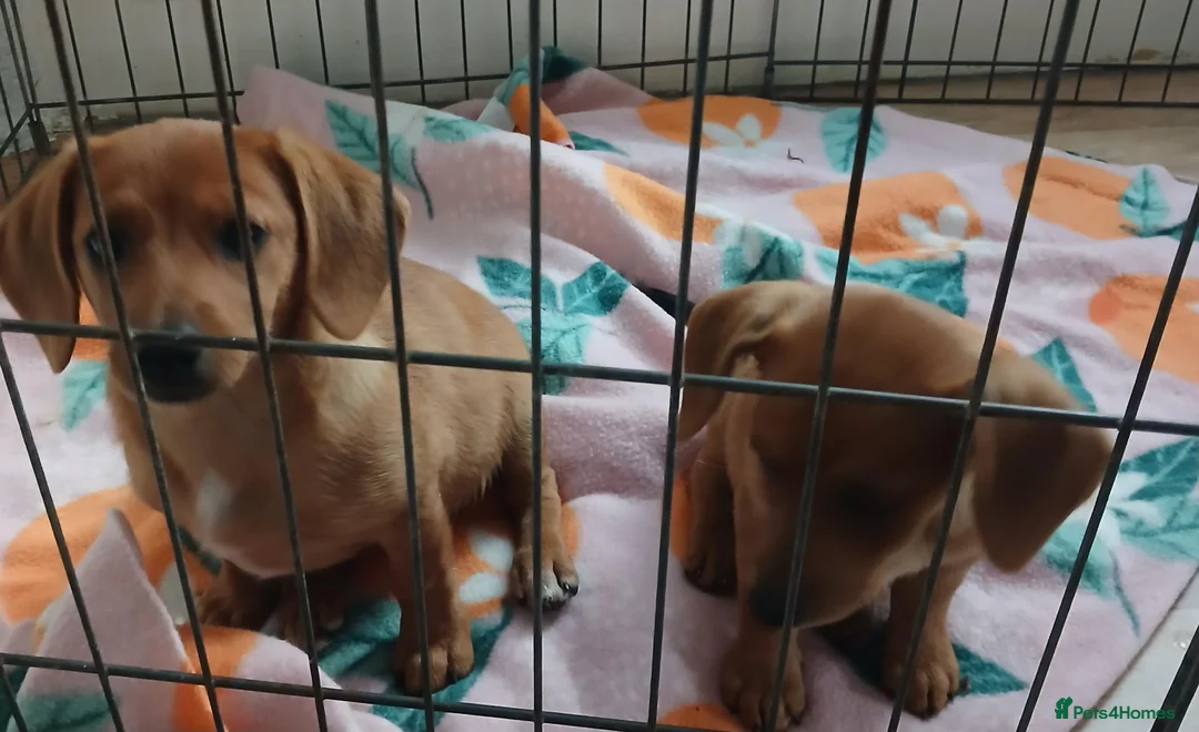 Mixed Breed dogs for sale: 2 beautiful pomerainian/daschund puppies 400 each - Advert 2