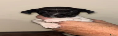 Sprocker 7