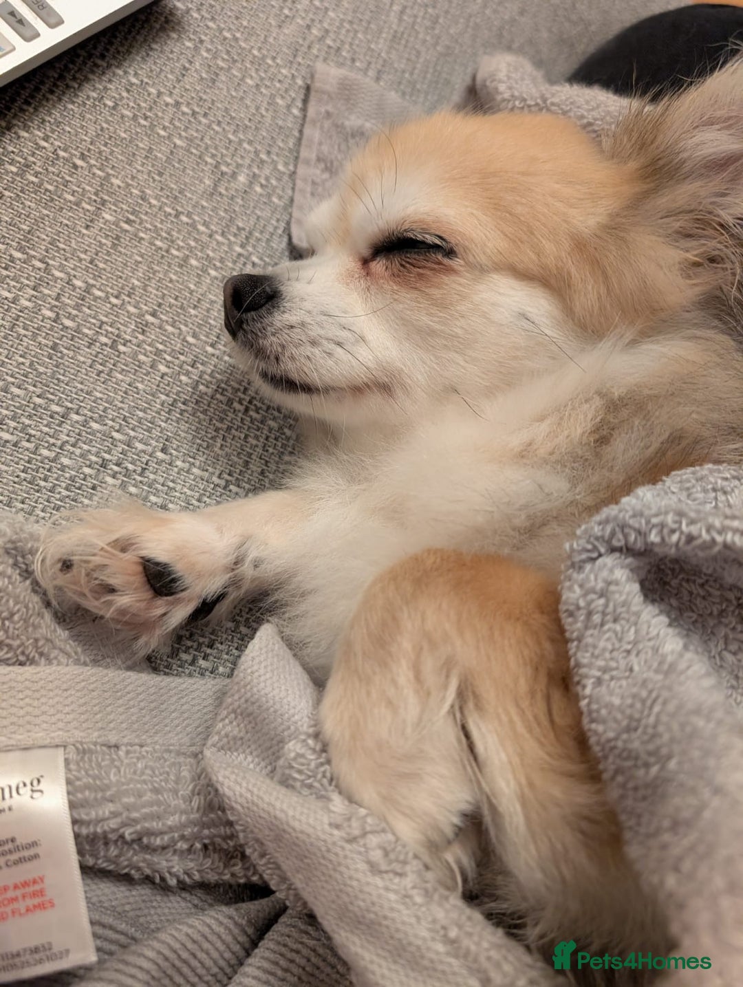 Chihuahua dogs for sale: Chihuahua puppies - Image 17