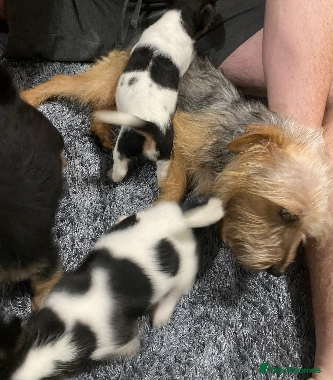 Jack Russell dogs for sale: Jack Russell puppies  - Advert 10