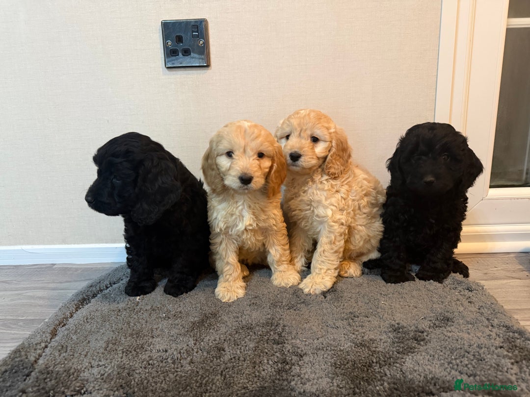 Cockapoo dogs for sale: Cockapoo puppies - Advert 14