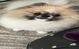 Pomeranian dogs for sale: Cecil the Pomeranian - Image 11