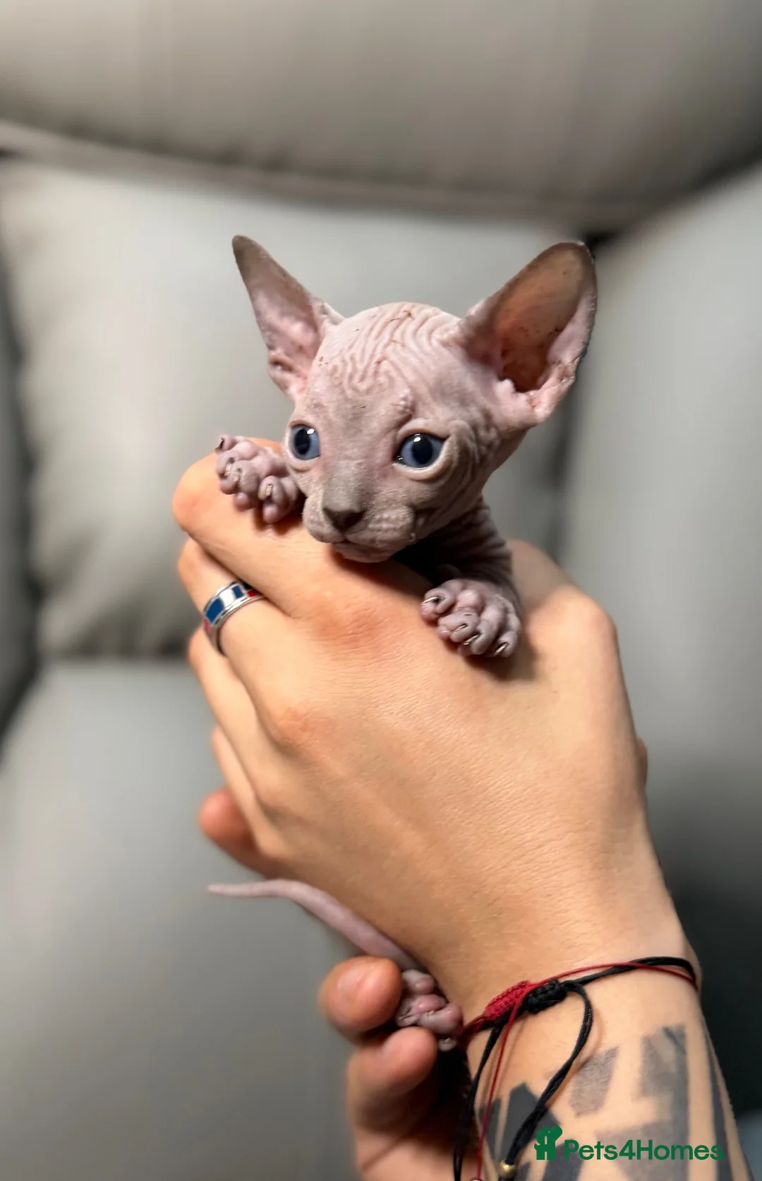 Sphynx cats for sale: TICA SPHYNX KITTENS  - Advert 2