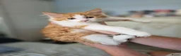 Mixed Breed cats for sale: 8 fluffy kittens ready for their new homes  - Advert 5