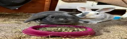 Mixed Breed rabbits for sale: 2 rabbits for sale in Basildon - Advert 2