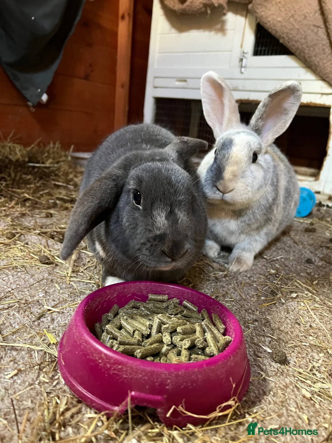 Mixed Breed rabbits for sale: 2 rabbits for sale in Basildon - Advert 2