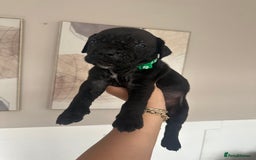 Cane Corso dogs for sale: Pure breed cane corso  - Image 5