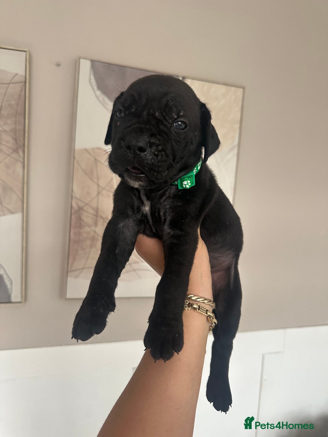 Cane Corso dogs for sale: Pure breed cane corso  - Image 5