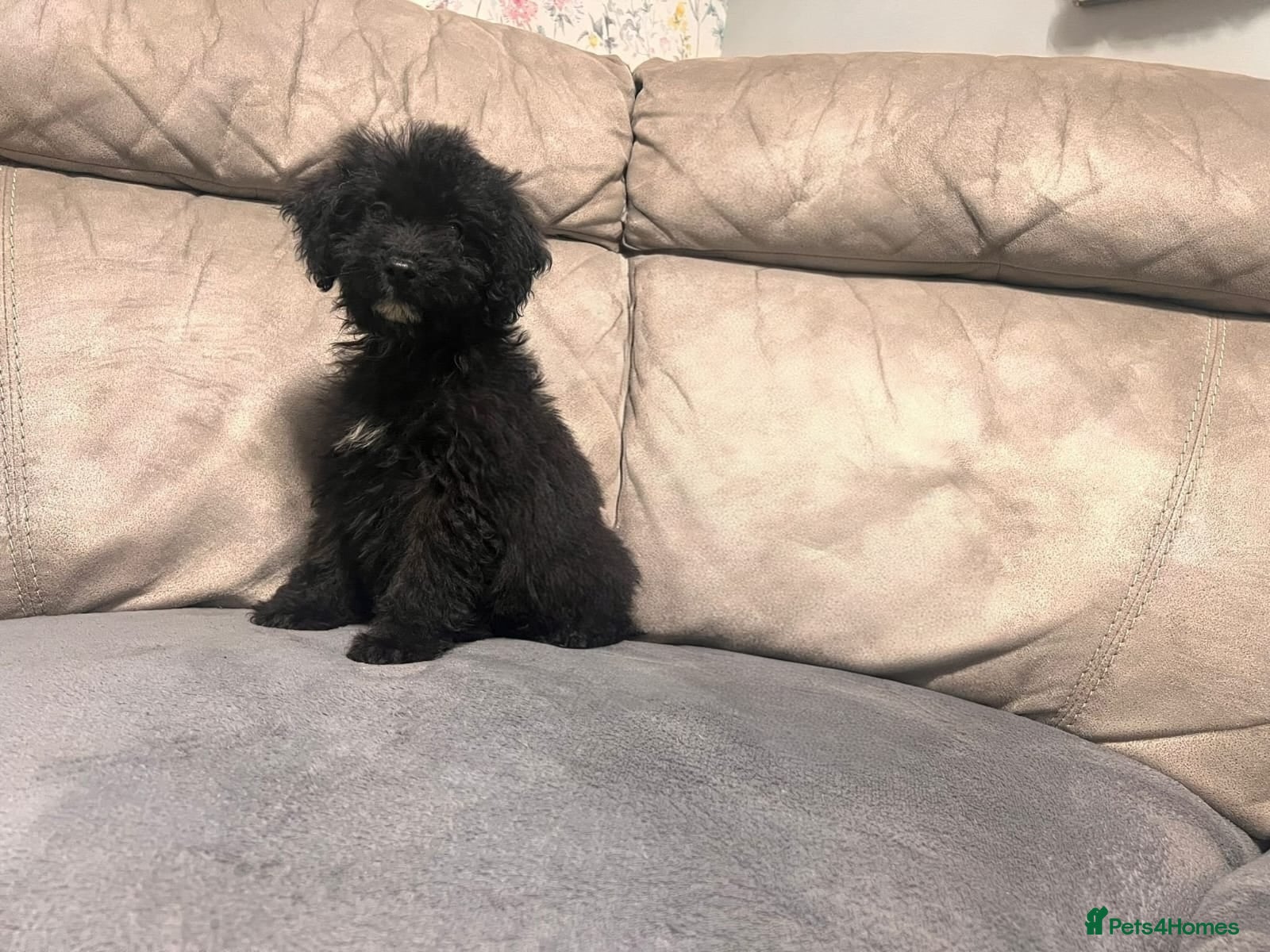 Cockapoo dogs 🐶 Last Girl- Ready to Leave 🐶 - Advert 13