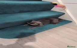 Domestic Shorthair cats for sale: 3 boys, 1 girl kittens  - Image 16