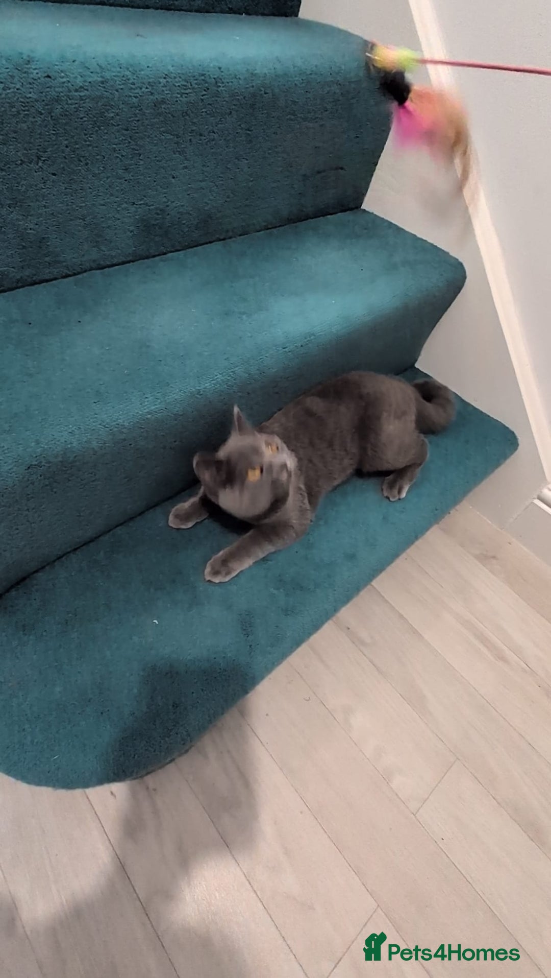 Domestic Shorthair cats for sale: 3 boys, 1 girl kittens  - Image 16