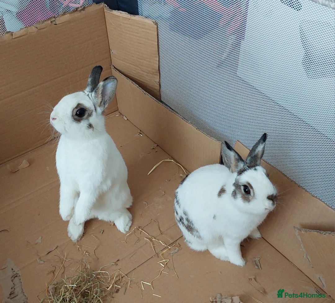 Netherland Dwarf rabbits for sale: Netherland dwarf rabbits  - Advert 5