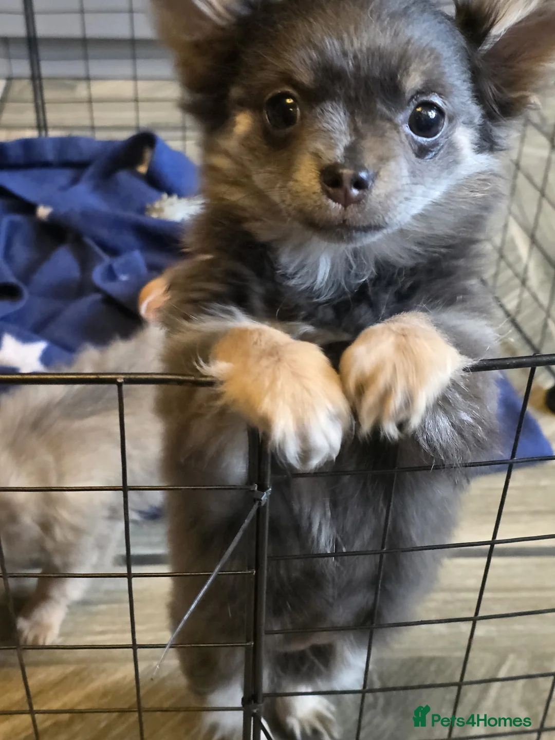 Chihuahua dogs for sale: Cheeky Chihuahua puppies long haired in Liverpool - Advert 2