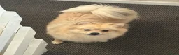 Mixed Breed dogs for sale: Pom/german spitz in Manchester - Advert 2