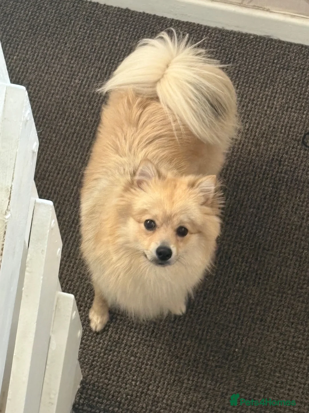 Mixed Breed dogs for sale: Pom/german spitz in Manchester - Advert 2