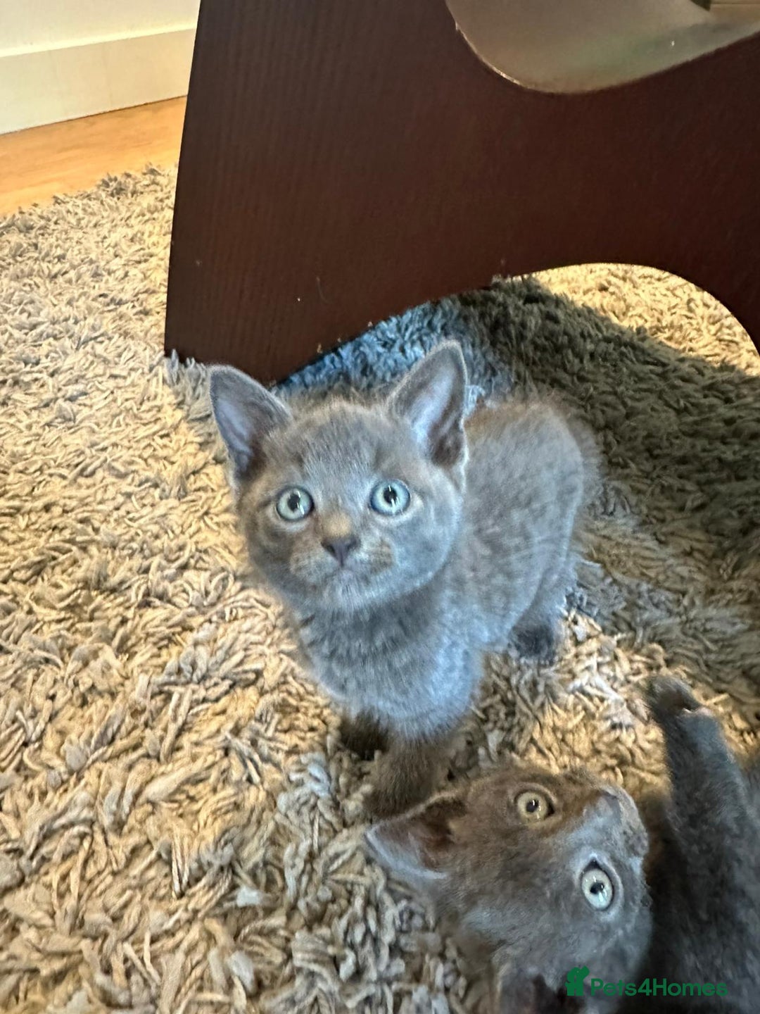 Russian Blue cats for sale: Adorable Silver Grey Russian blue kittens - Image 10