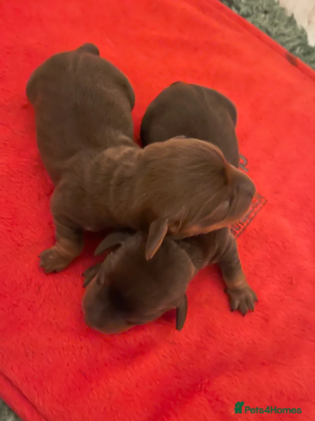 Miniature Dachshund dogs for sale: Stunning tiny KC Miniature Dachshunds - Advert 15