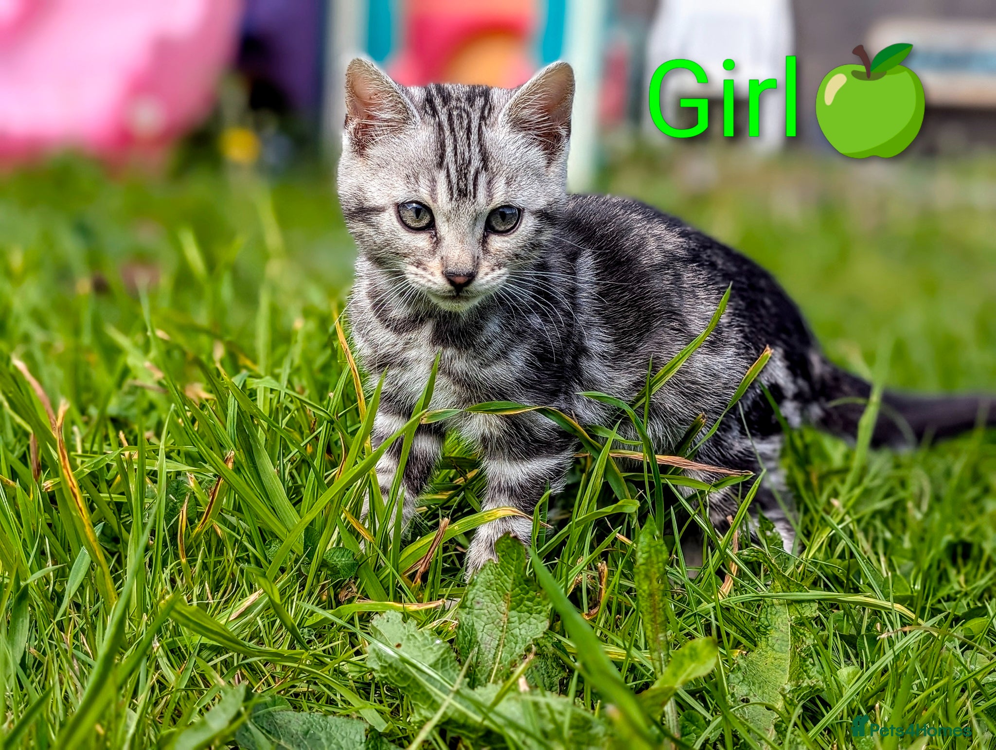 Bengal cats £599! Glitter Bengal |TICA| Silver |Health Tested| - Advert 3