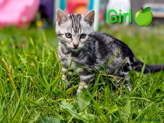 Bengal cats £599! Glitter Bengal |TICA| Silver |Health Tested| - Advert 3