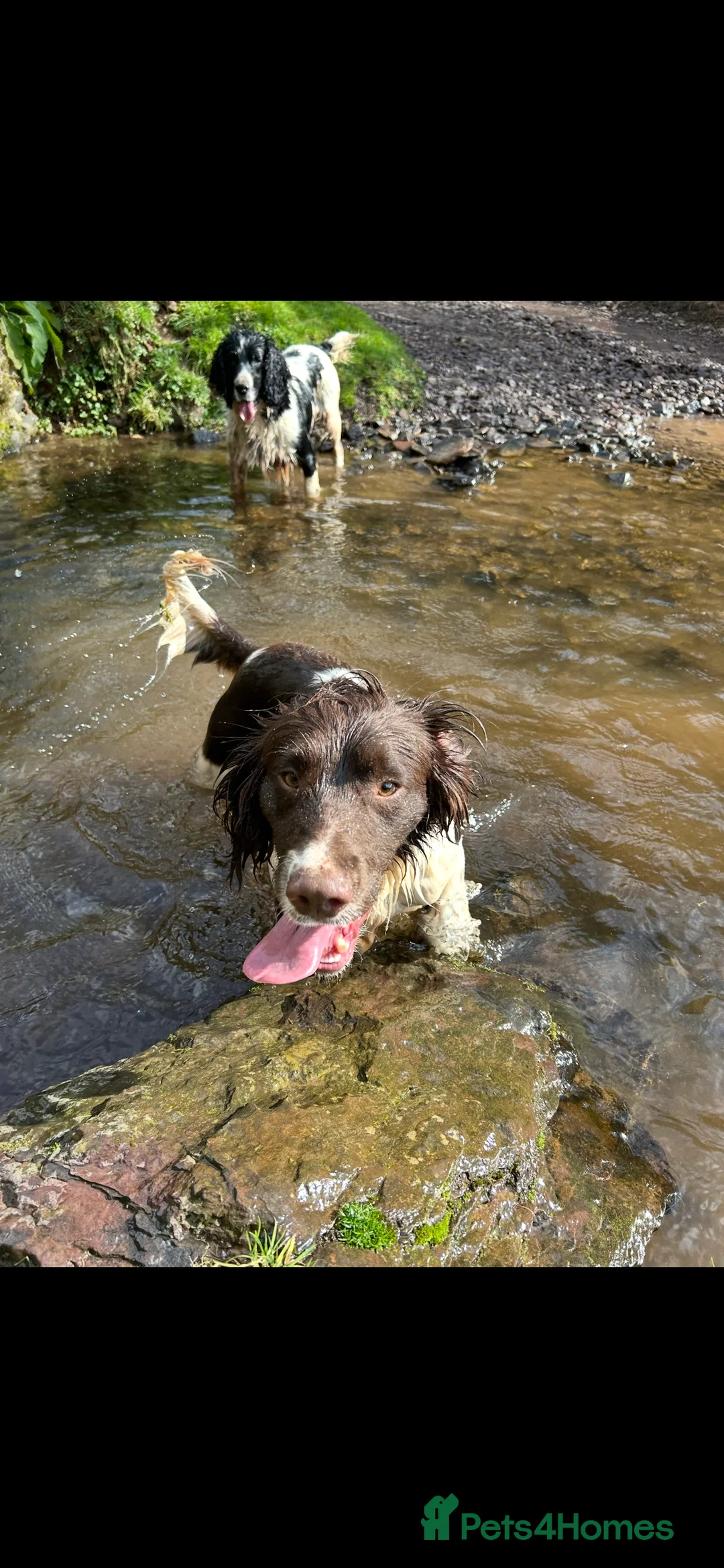 English Springer Spaniel dogs for sale: Working dog looking for active / pet home  - Advert 5