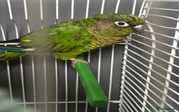 Conures birds for sale: Green cheek conure  - Advert 1
