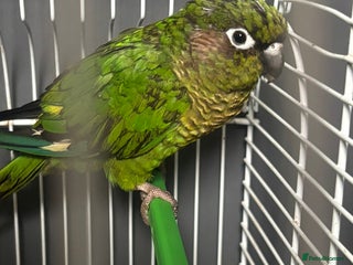 Conures birds for sale: Green cheek conure - Advert 1