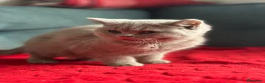 Mochi