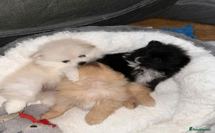 Pomeranian dogs Champion bloodline Pomeranian puppies  - Advert 11