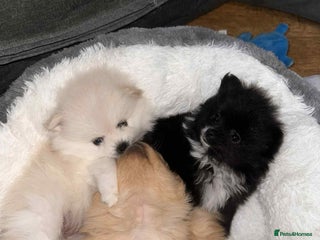 Pomeranian dogs Champion bloodline Pomeranian puppies - Advert 2