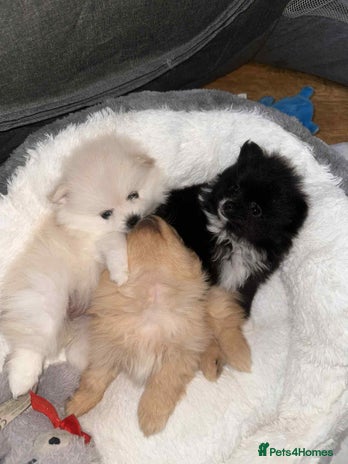 Pomeranian dogs Champion bloodline Pomeranian puppies - Advert 11