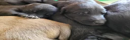 Lurcher dogs for sale: Lurcher puppies - Advert 6