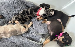 American Bully dogs for sale: Pocket bullies - Image 7