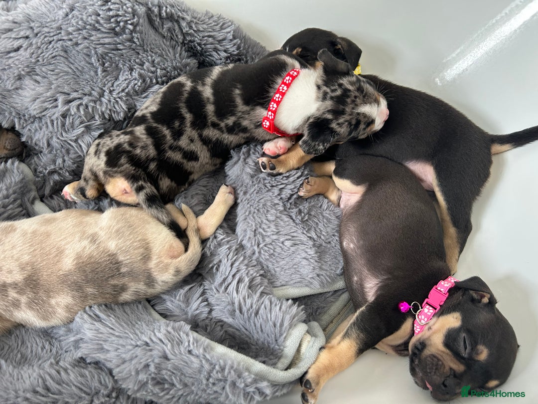 American Bully dogs for sale: Pocket bullies - Image 7