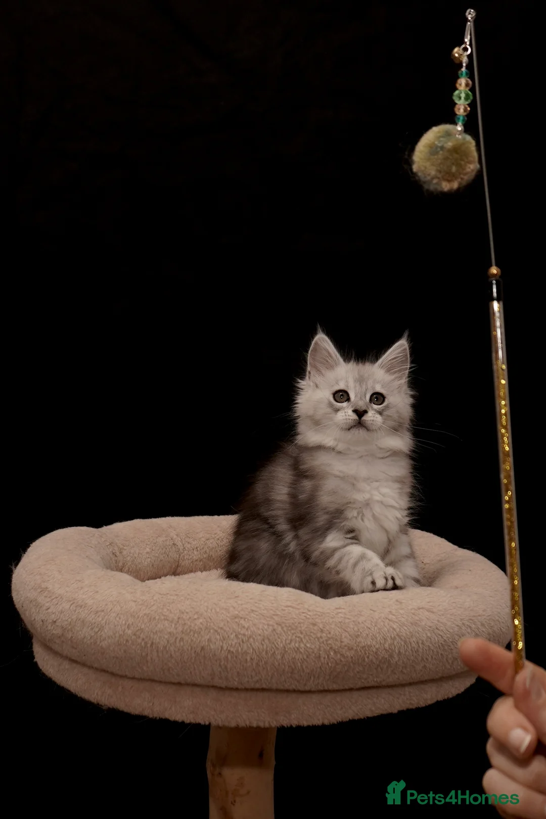 Maine Coon cats for sale: Black Silver classic tabby Mainecoon kittens - Advert 11