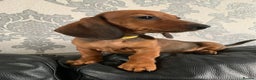 Miniature Dachshund dogs for sale: Kc miniature dachshund full vacs ready now - Advert 7