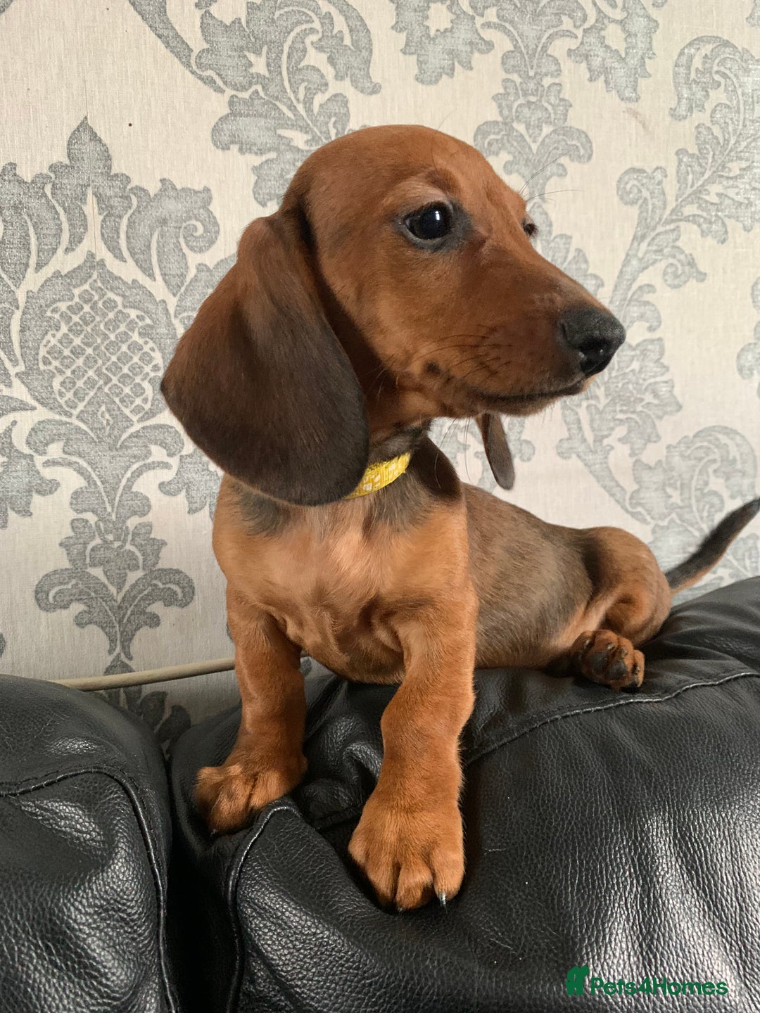 Miniature Dachshund dogs for sale: Kc miniature dachshund full vacs ready now - Advert 7