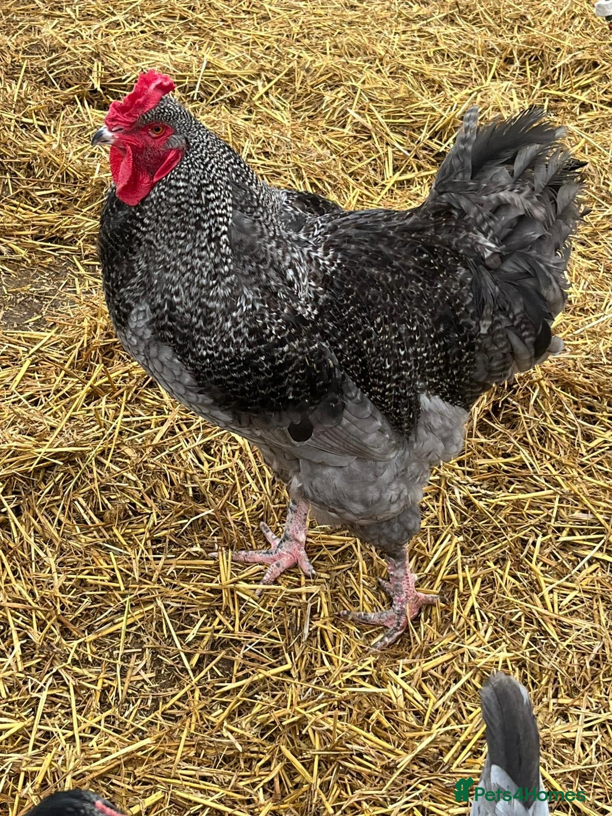 Chickens poultry Beautiful Brahma cross cockerel  - Advert 1