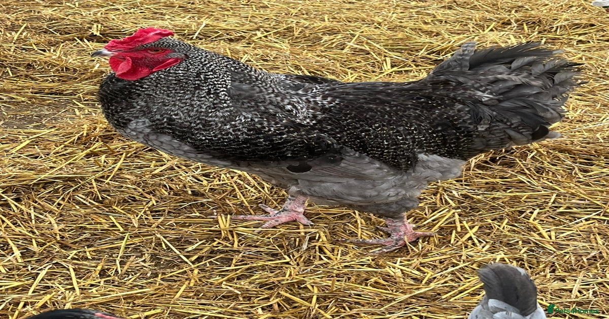 Beautiful Brahma cross cockerel for sale in Wisbech | Pets4Homes