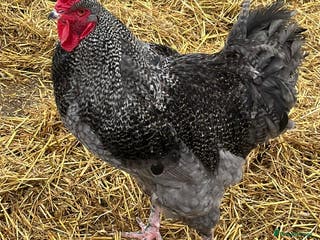 Chickens poultry Beautiful Brahma cross cockerel - Advert 1