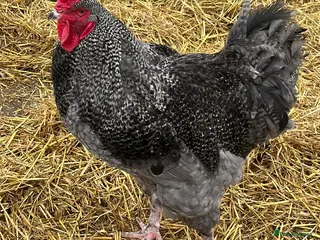 Chickens poultry Beautiful Brahma cross cockerel - Advert 8