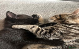 Mixed Breed cats for sale: Female kittens  - Image 3